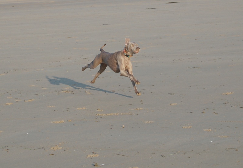 CH. D'joy del sixth sense von silberweiss jäger