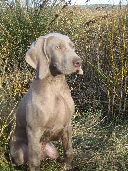 CH. Le cinquième element at silberweiss fala love'a