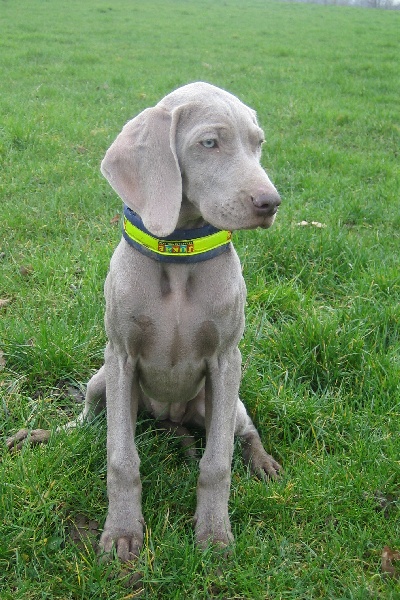 CH. D'joy del sixth sense von silberweiss jäger