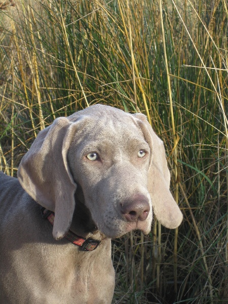 CH. Le cinquième element at silberweiss fala love'a