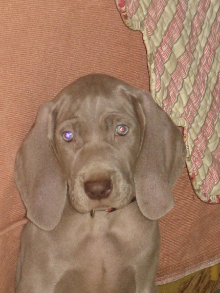 CH. Le cinquième element at silberweiss fala love'a