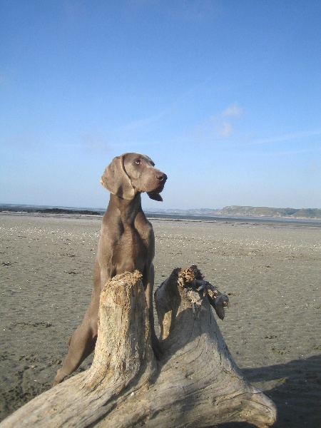 CH. Le cinquième element at silberweiss fala love'a