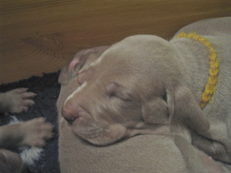 CH. D'joy del sixth sense von silberweiss jäger