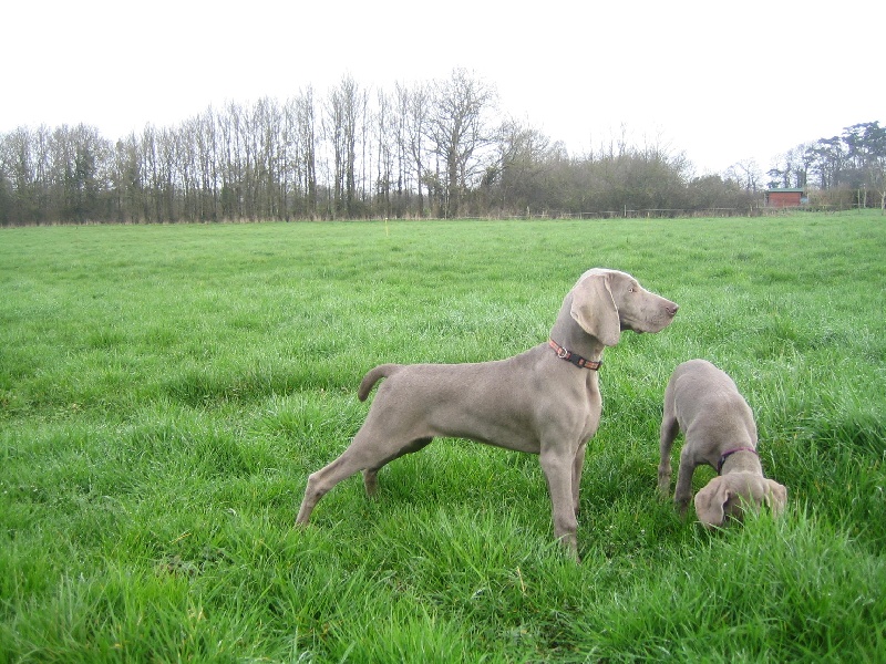 CH. Le cinquième element at silberweiss fala love'a