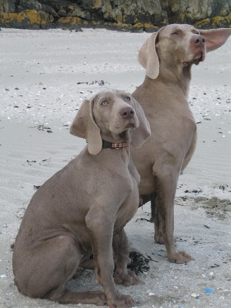 CH. Le cinquième element at silberweiss fala love'a