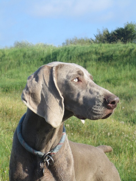 CH. Le cinquième element at silberweiss fala love'a