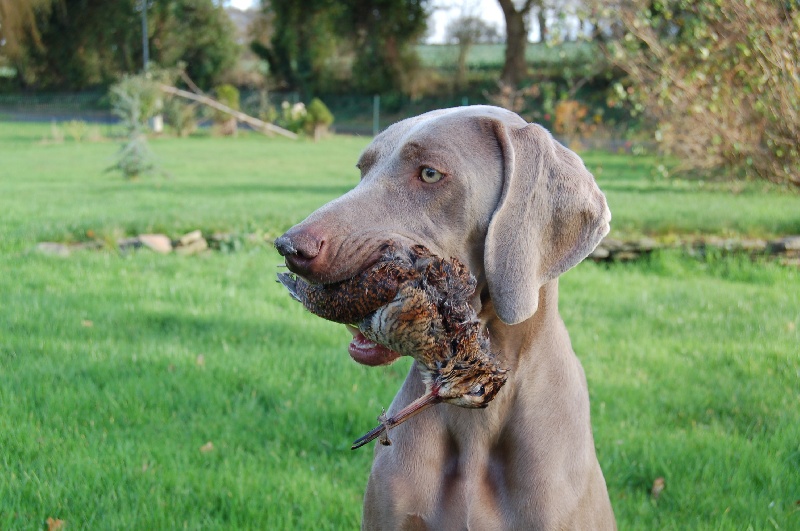 CH. D'joy del sixth sense von silberweiss jäger