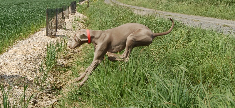 CH. D'joy del sixth sense von silberweiss jäger