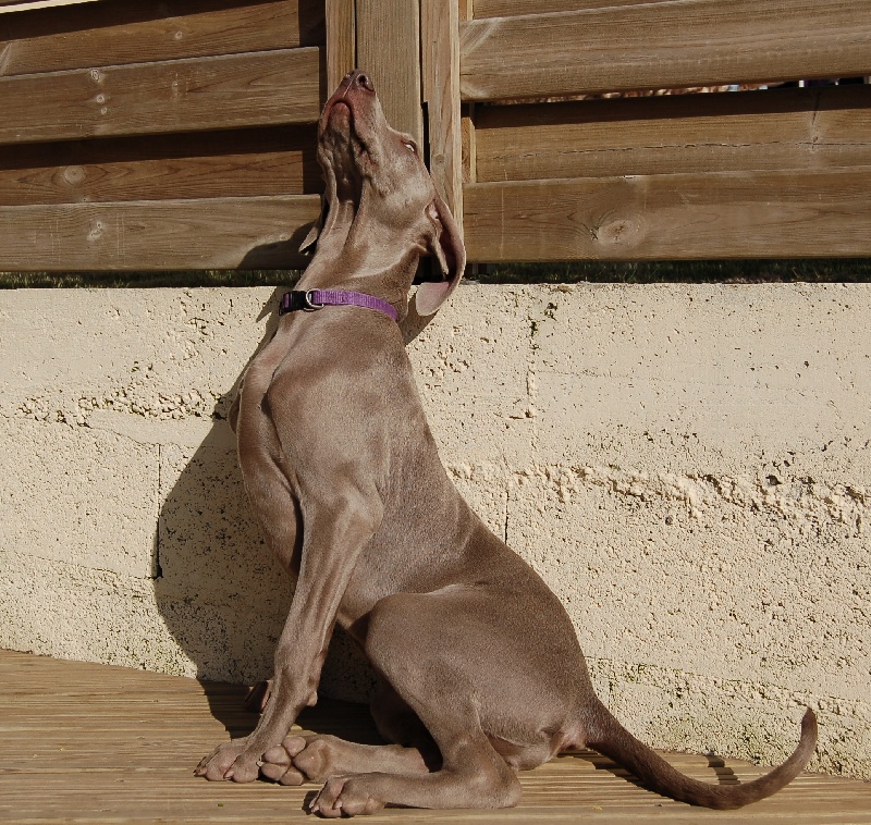 CH. D'joy del sixth sense von silberweiss jäger