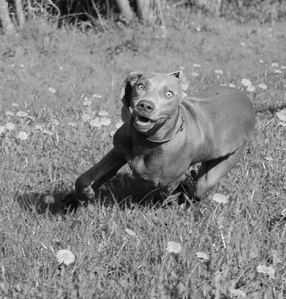 CH. D'joy del sixth sense von silberweiss jäger