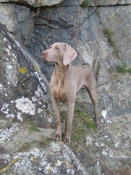 S'amber diva (Sans Affixe)