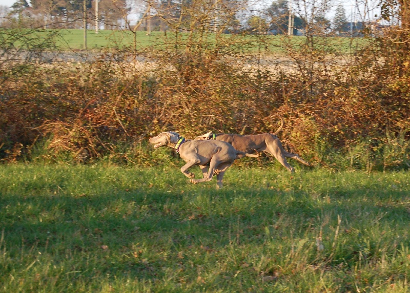 CH. D'joy del sixth sense von silberweiss jäger