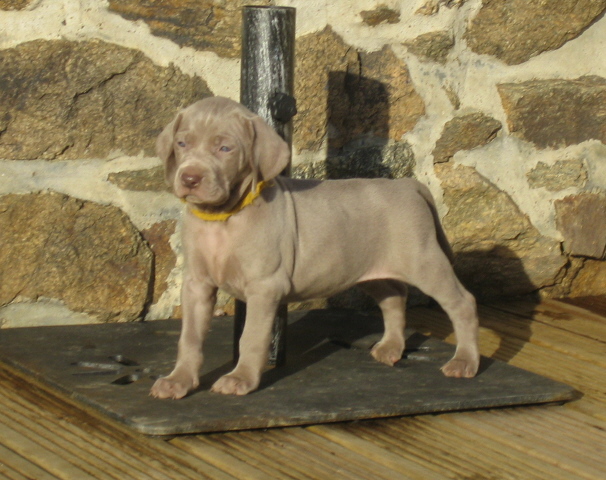 CH. D'joy del sixth sense von silberweiss jäger