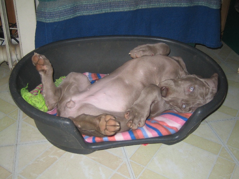 CH. Le cinquième element at silberweiss fala love'a