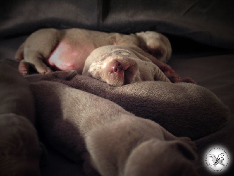 CH. Le cinquième element at silberweiss fala love'a