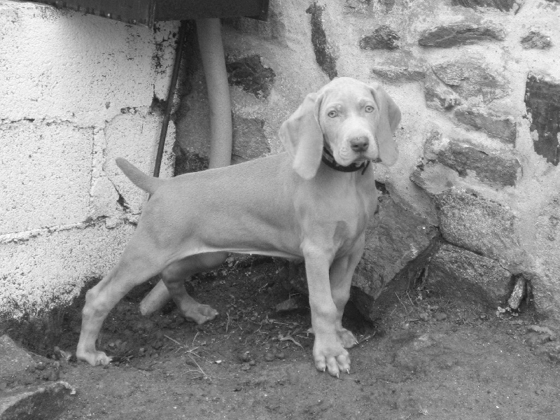 CH. Le cinquième element at silberweiss fala love'a