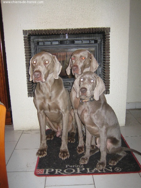 CH. Alfiero at silberweiss (Sans Affixe)