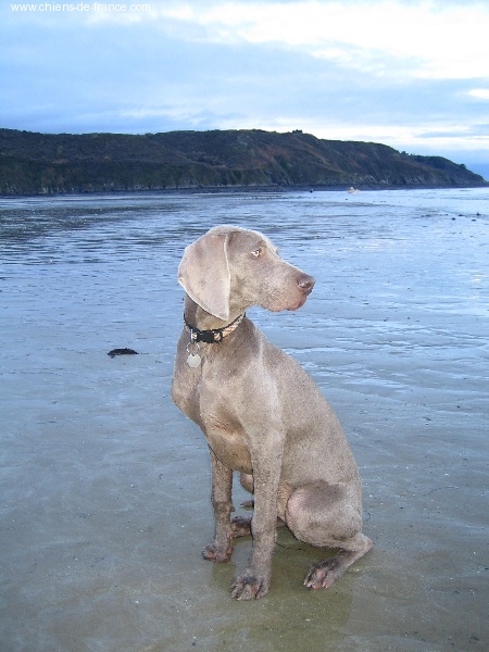 CH. Alfiero at silberweiss (Sans Affixe)