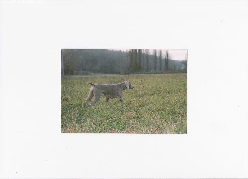 S'amber diva (Sans Affixe)