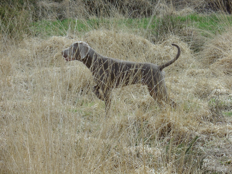 CH. Alfiero at silberweiss (Sans Affixe)