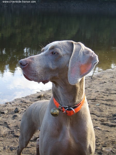 S'amber diva (Sans Affixe)