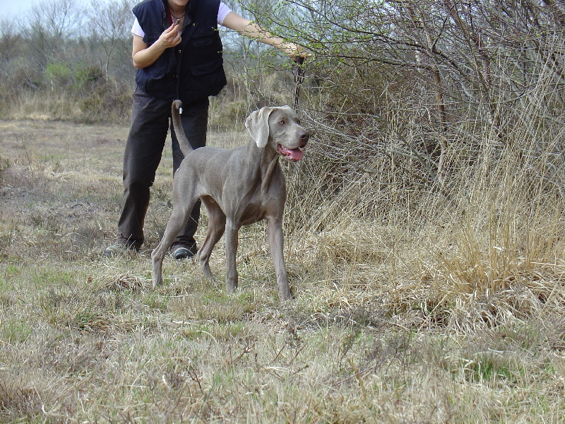 CH. Alfiero at silberweiss (Sans Affixe)