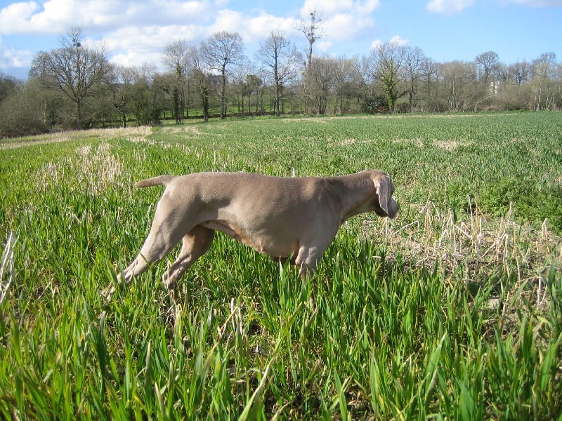 S'amber diva (Sans Affixe)