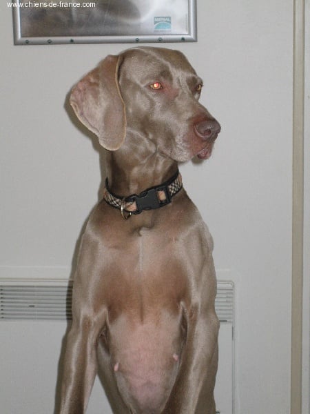 S'amber diva (Sans Affixe)