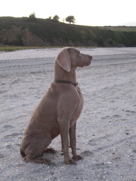 S'amber diva (Sans Affixe)