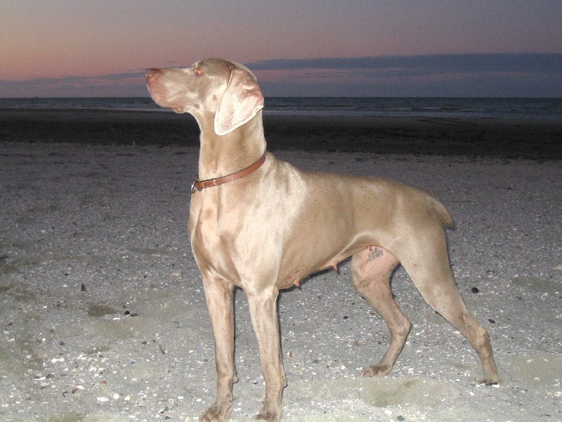 S'amber diva (Sans Affixe)