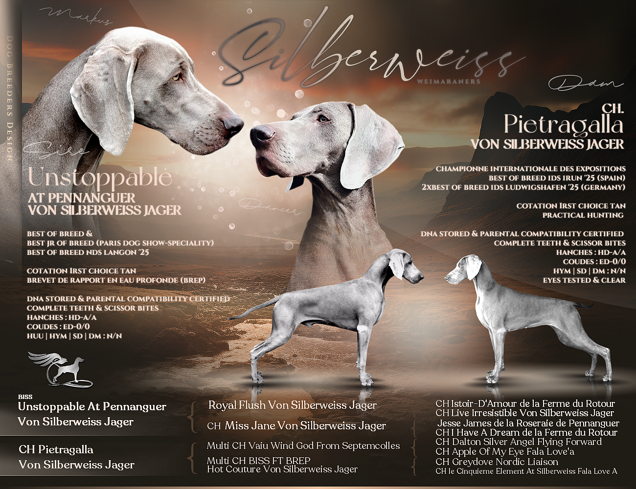 Chiot  Braque de Weimar