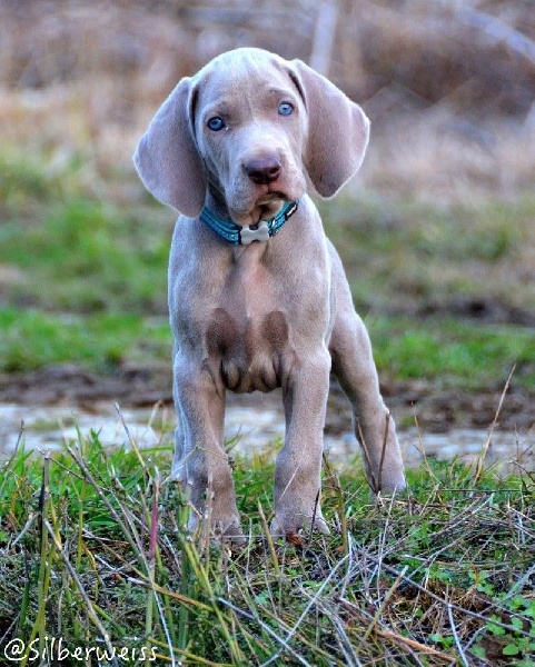 Chiot Elevage Von Silberweiss Jager Eleveur De Chiens Braque De Weimar