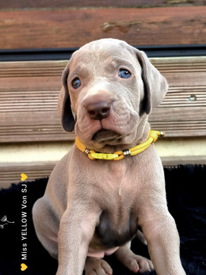Les chiots de Braque de Weimar