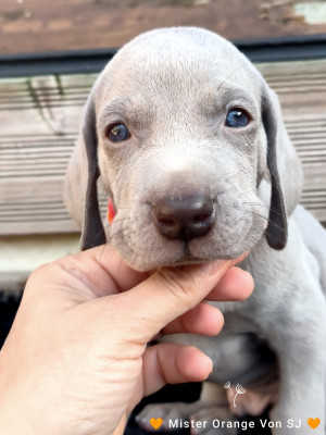 Les chiots de Braque de Weimar