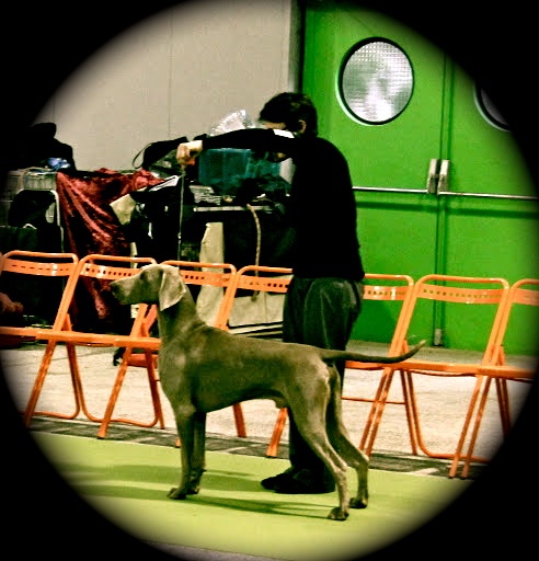 TR. CH. Fly me to the moon phoenix von silberweiss jäger - CAC + CACIB + BOB + BEST IN GROUP