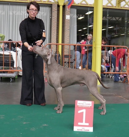 TR. CH. Fly me to the moon phoenix von silberweiss jäger - CAC + CACIB + BOS