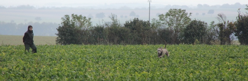TR. CH. Fly me to the moon phoenix von silberweiss jäger - 4ème TB