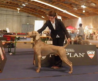 TR. CH. Fly me to the moon phoenix von silberweiss jäger - 1ER EXC + CAC