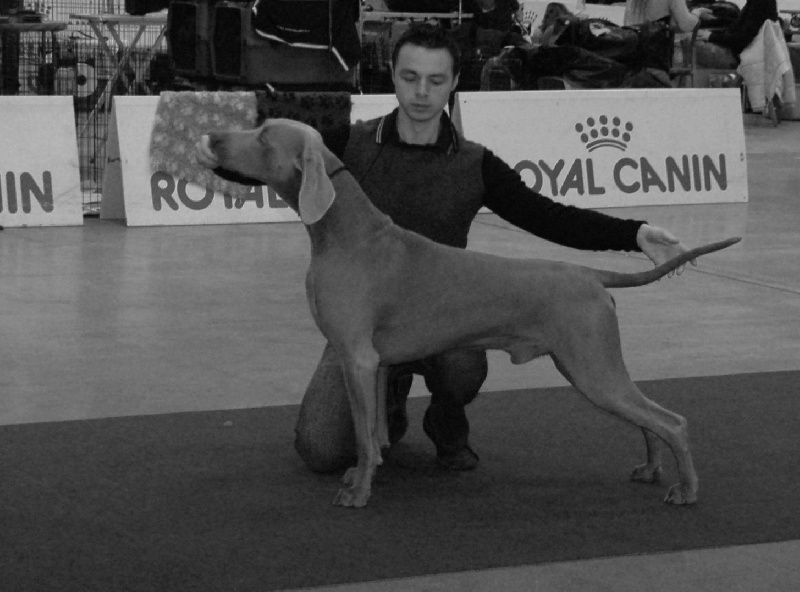 TR. CH. Fly me to the moon phoenix von silberweiss jäger - 1ER EXC (Working Class) + CACIB + BOS