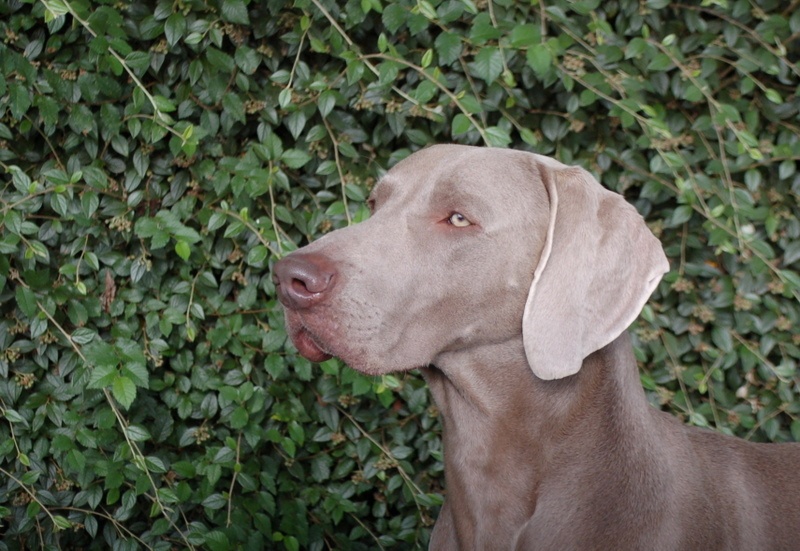 TR. CH. Fly me to the moon phoenix von silberweiss jäger - 1er EXC + CAC + CACIB + BOS