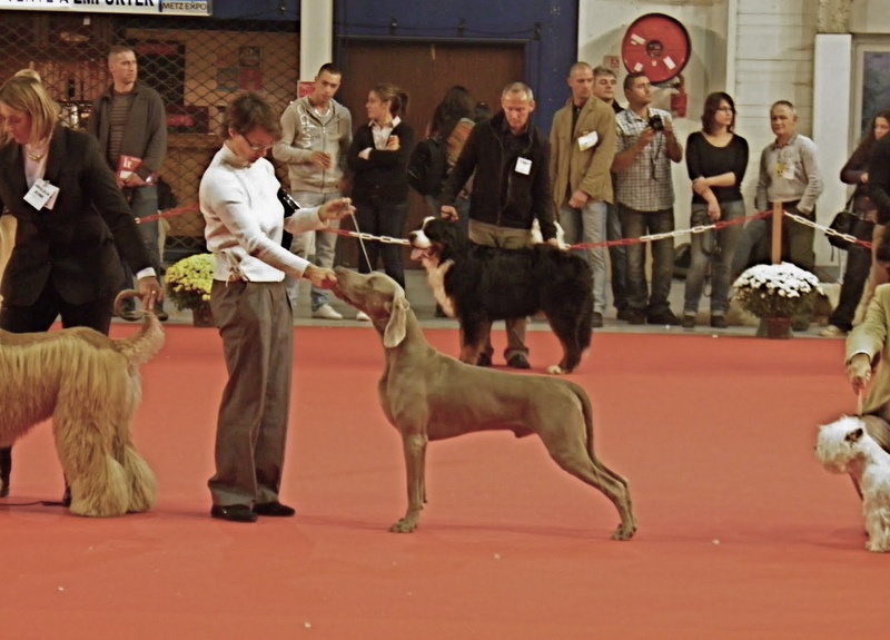 TR. CH. Fly me to the moon phoenix von silberweiss jäger - 1RST EXC + BOBJ (Sélectionné parmi les 7 meilleurs jeunes/35)+ BOB(Sélectionné )