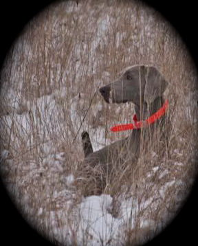 CH. Fragola at atria cordis von silberweiss jäger - CAC + CACIB + BOS