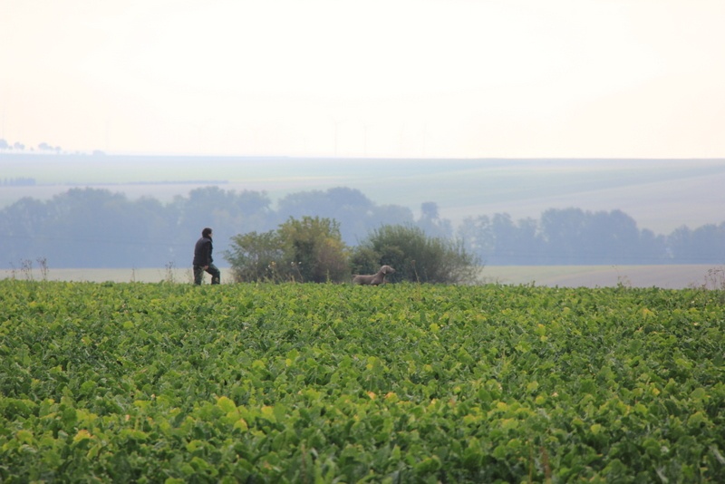 TR. CH. Fly me to the moon phoenix von silberweiss jäger - 1ER EXC + WINNER CHALLENGE URUS- BEST DOG OF THE DAY !