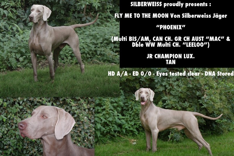 TR. CH. Fly me to the moon phoenix von silberweiss jäger - 1er EXC + CACS + BOS