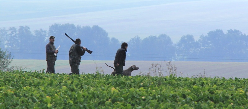 TR. CH. Fly me to the moon phoenix von silberweiss jäger - 4ème TB