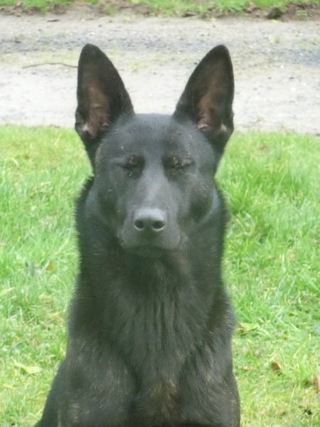 Mac Khalahann's H'avel