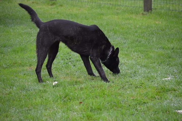 Mac Khalahann's H'avel