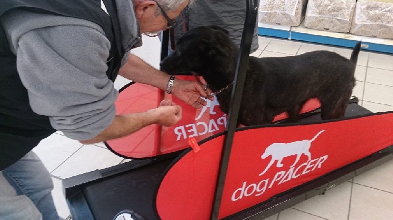 Mac Khalahann's H'avel