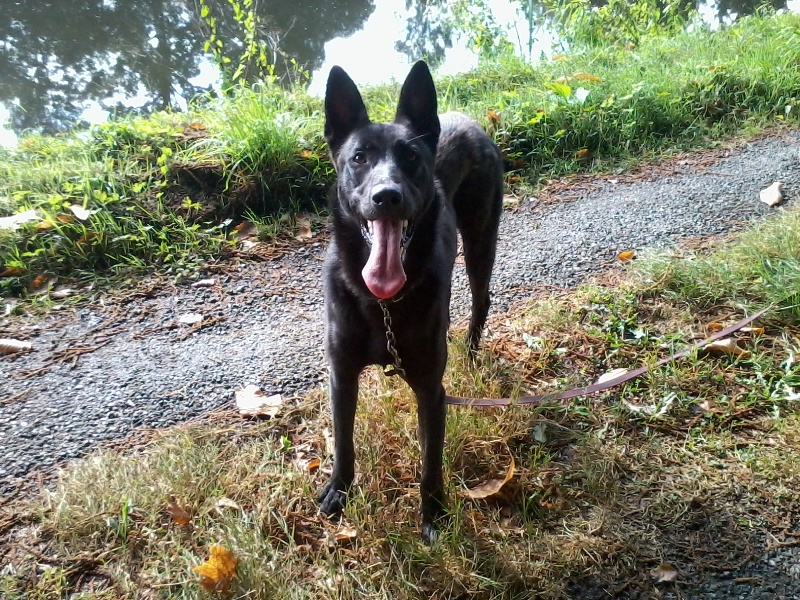 Mac Khalahann's H'avel