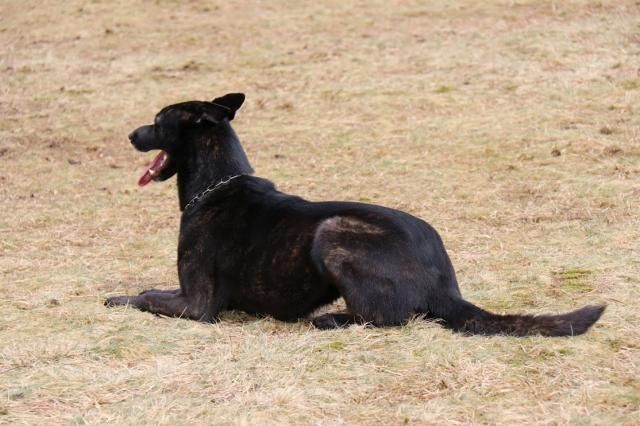 Mac Khalahann's H'avel